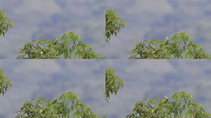 两种不同种类的野生鹦鹉在一起