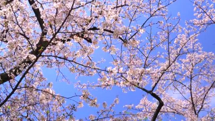 湛蓝的天空下樱花鲜花盛开绽放绽开