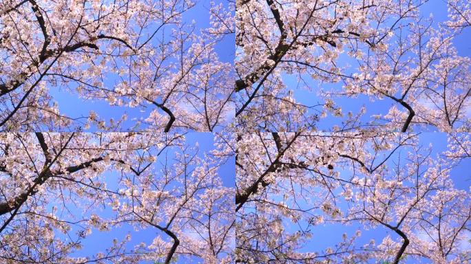 湛蓝的天空下樱花鲜花盛开绽放绽开