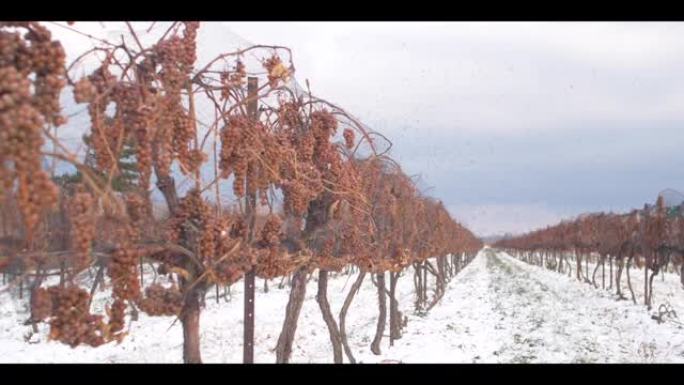 尼亚加拉湖上的冰酒收获葡萄