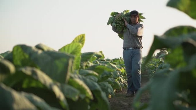 农业学家利用移动设备中的Internet核心数据网络进行验证，测试。年轻农民和烟草种植。