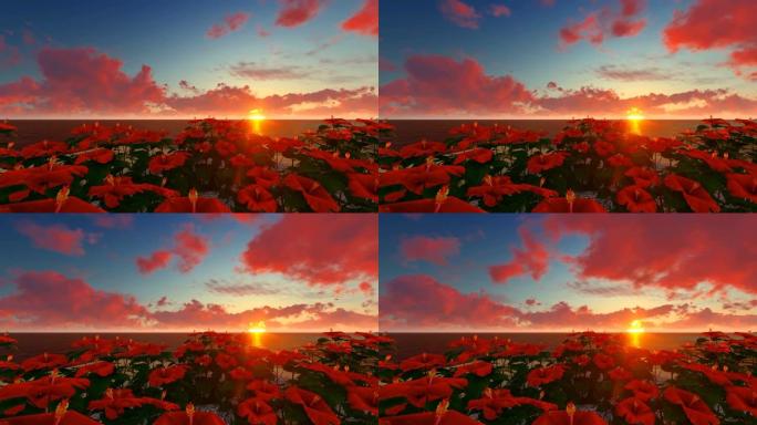 日落时海边红芙蓉花