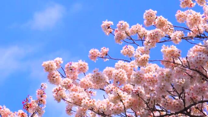 湛蓝的天空下樱花樱花特写