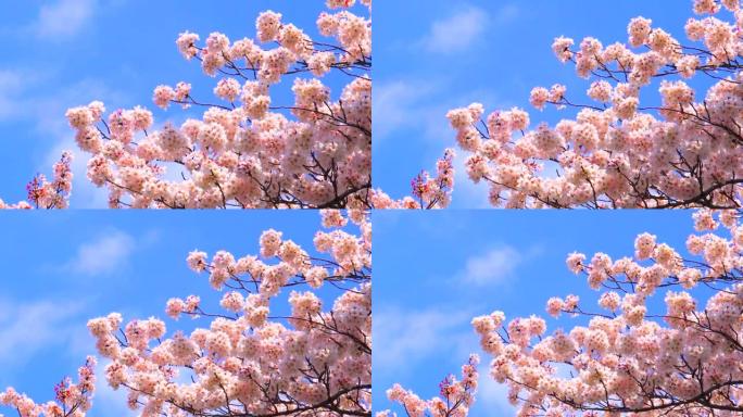 湛蓝的天空下樱花樱花特写