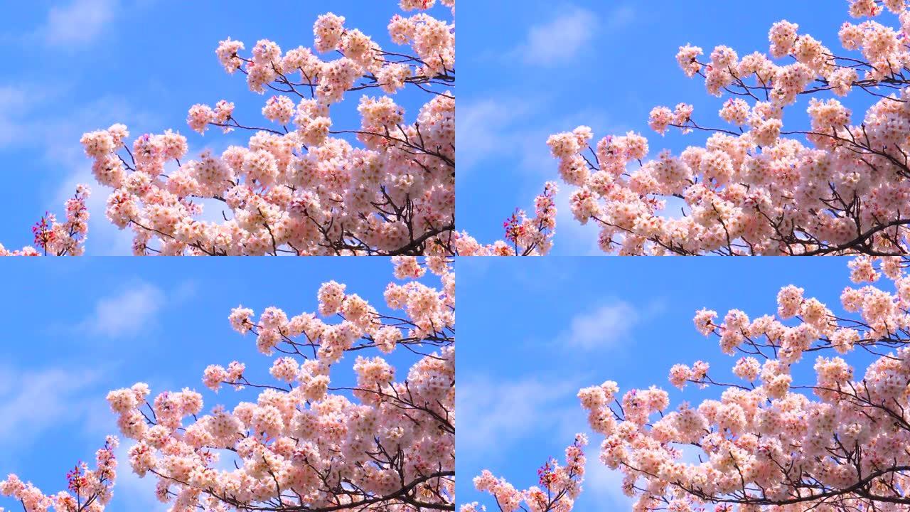 湛蓝的天空下樱花樱花特写