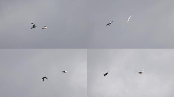 白鸽和黑鸽飞过天空