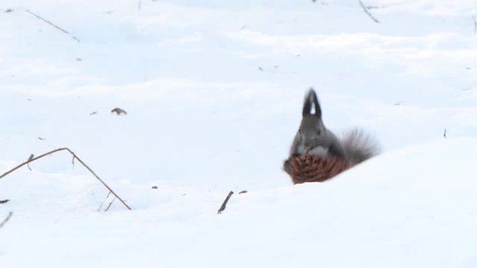 一只冬毛北海道松鼠跑到松果前，开始在雪地上吃它。