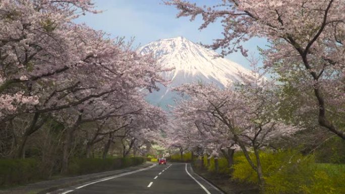 樱花盛开，通往富士山的道路