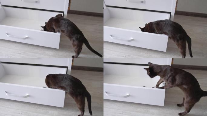 美丽的黑猫探索抽屉。凯蒂爬进抽屉里检查东西。特写。