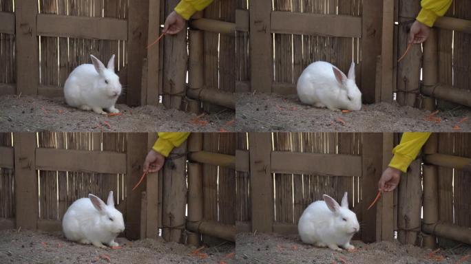 可爱的小白兔在笼子里吃胡萝卜。动物园里可爱的兔子。动物概念。
