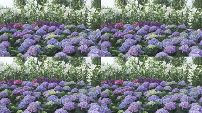 盛开的紫蓝色绣球和白百合花田园林园艺