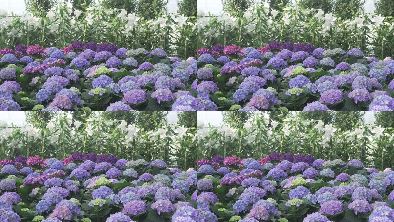 盛开的紫蓝色绣球和白百合花田园林园艺