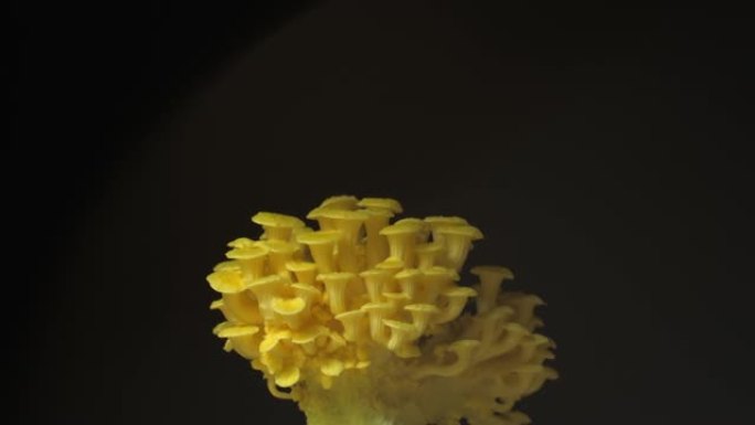 生长牡蛎蘑菇从土壤中生长出来的时间流逝4k镜头。