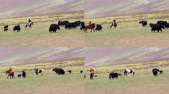 青藏高原高海拔牧场放牧