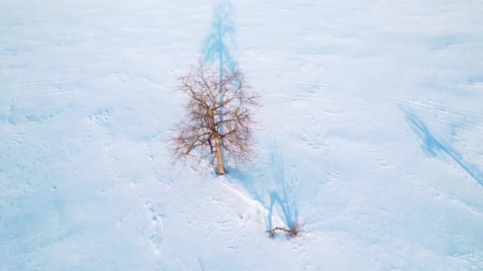 冬天鸟瞰图中的一棵孤独的树。