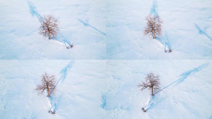 冬天鸟瞰图中的一棵孤独的树。