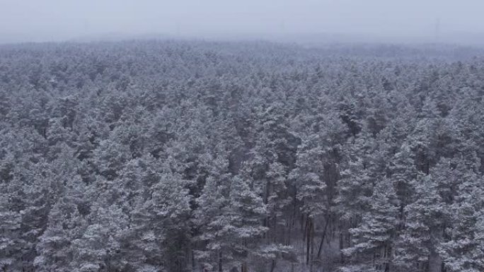 鸟瞰图树梢在美丽的冬日被冰雪覆盖。在美丽宁静的冬日早晨，飞越迷人的白雪皑皑的松树林。飞越波兰新鲜积雪