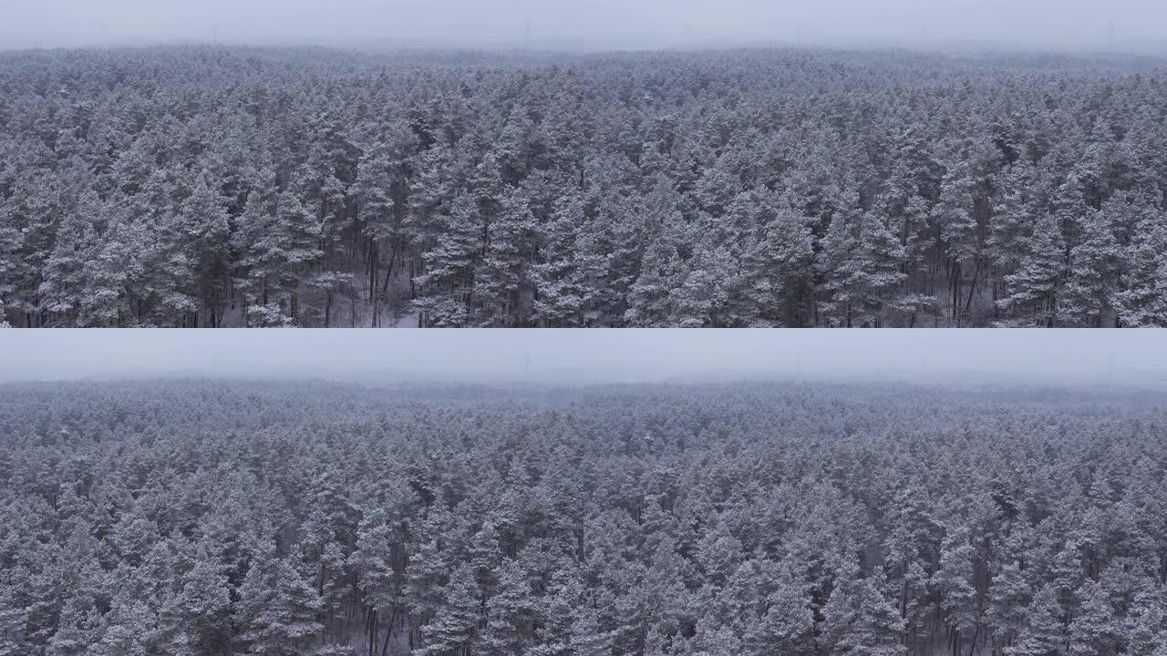 鸟瞰图树梢在美丽的冬日被冰雪覆盖。在美丽宁静的冬日早晨，飞越迷人的白雪皑皑的松树林。飞越波兰新鲜积雪