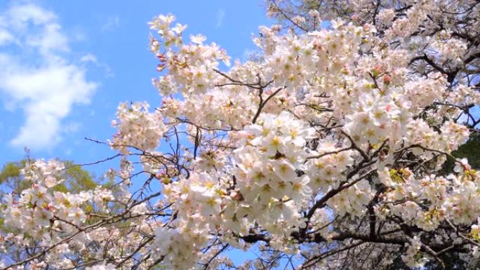 湛蓝的天空下樱花樱花鲜花盛开复苏春暖花开