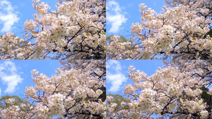 湛蓝的天空下樱花樱花鲜花盛开复苏春暖花开