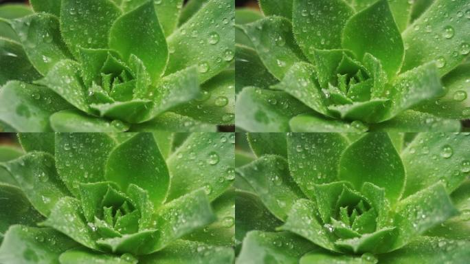 Sempervivum多汁旋转视频。家庭背景。顶视特写镜头水露室内植物。斐波那契黄金比例概念