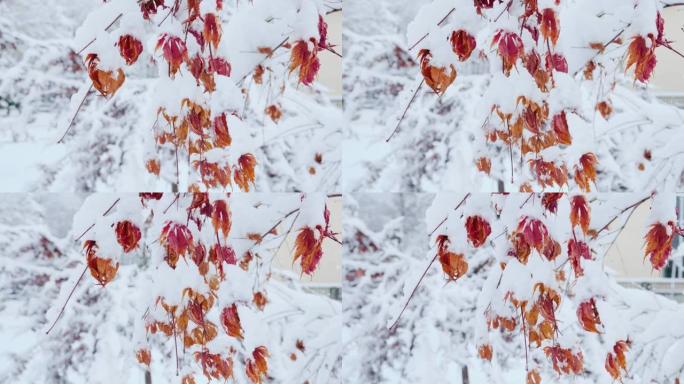 雪下的日本宏碁。掌槭，冬季俗称日本枫、掌叶枫或光滑日本枫