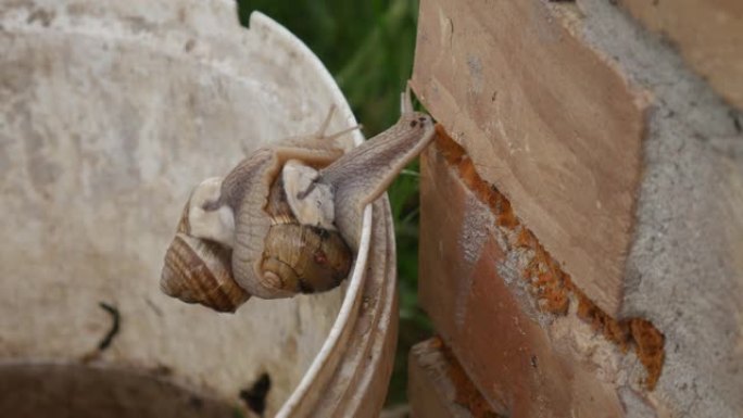 Helix pomatia (罗马蜗牛，勃艮第蜗牛，可食用蜗牛，田螺) 是一种大型，可食用，呼吸空气