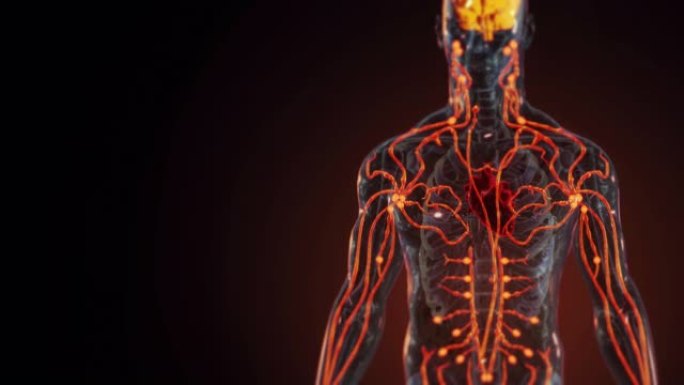 人体内脏解剖3D神经系统人体血管全息人体