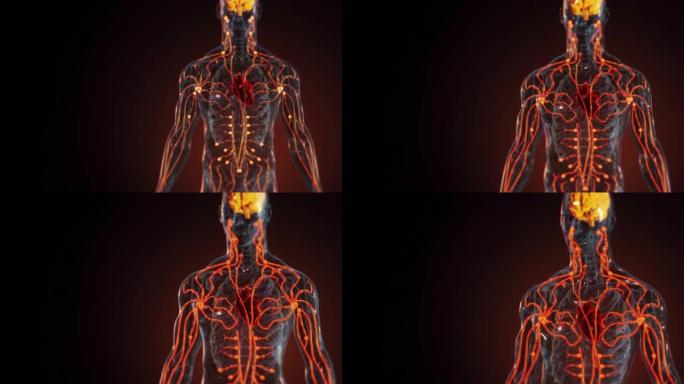 人体内脏解剖3D神经系统人体血管全息人体