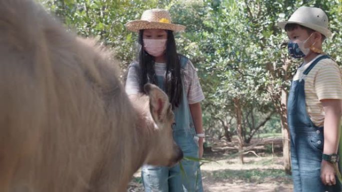 亚洲孩子在乡下给她的水牛喂干草