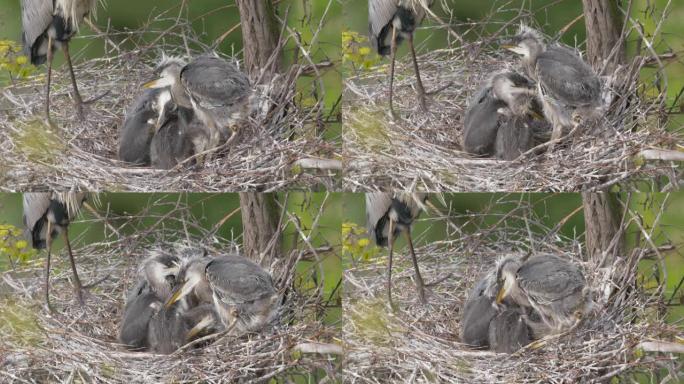栖息在树巢中的蓬松灰色苍鹭婴儿的特写镜头
