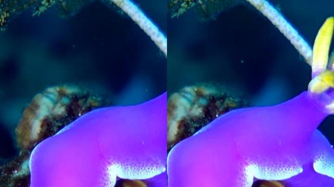 裸胸小虫的垂直视频，后面有金属丝珊瑚