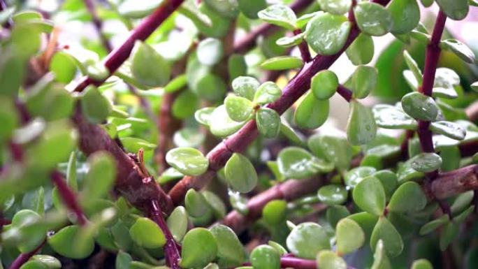 雨滴和金钱树Crassula