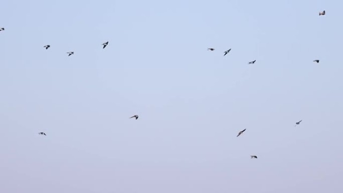 燕子群飞过天空慢动作