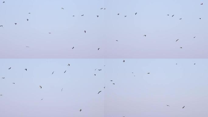燕子群飞过天空慢动作