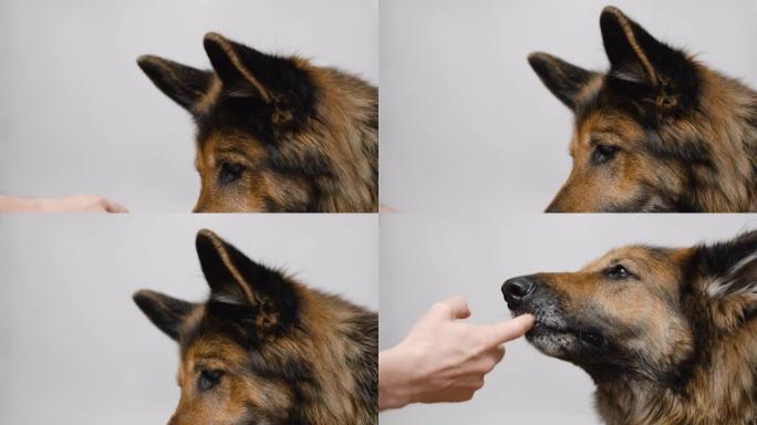 德国牧羊犬正在舔人手指的狗食罐头，特写。品尝样品。