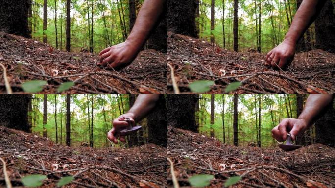 人类的手在秋天的森林中的草丛中收获可食用的蘑菇