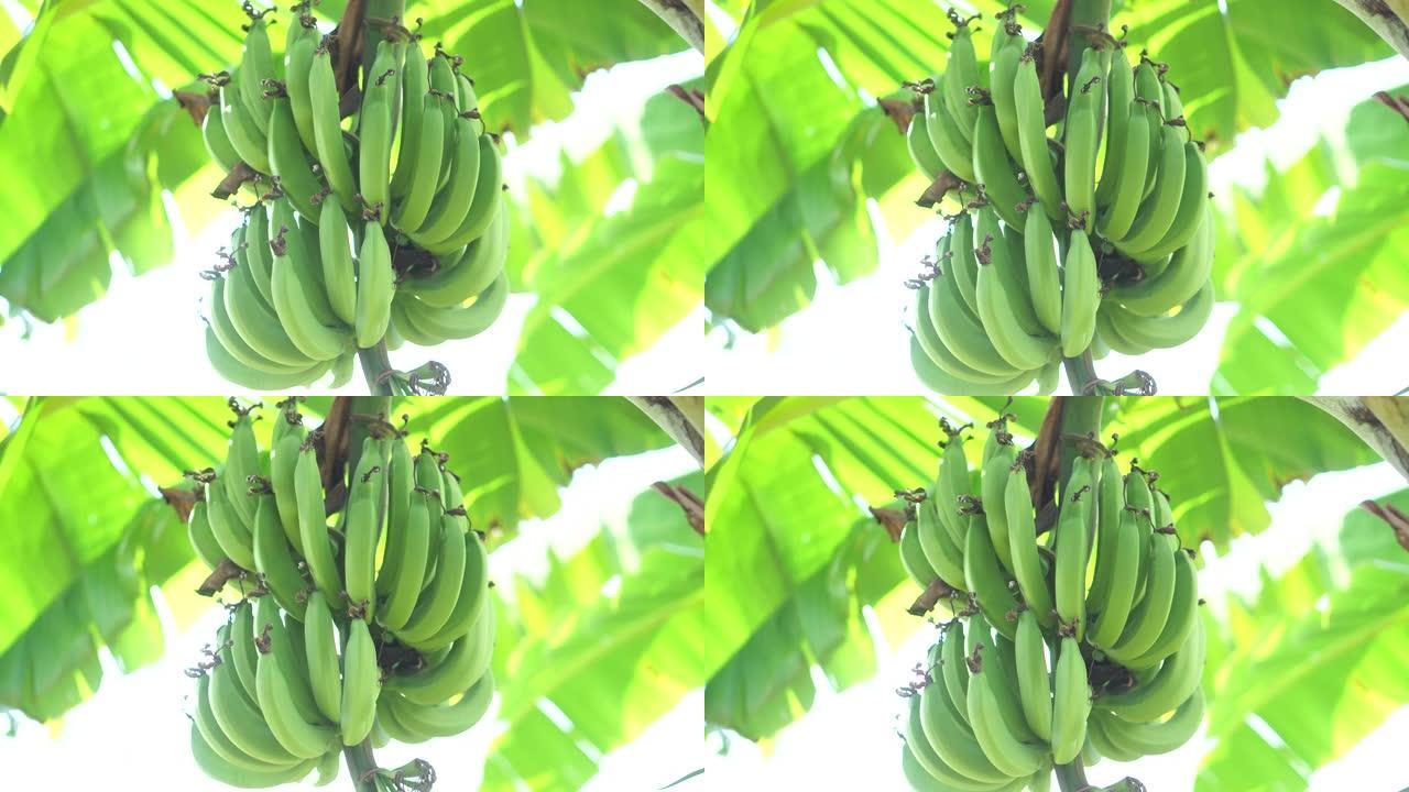 香蕉特写香蕉特写大香蕉大蕉