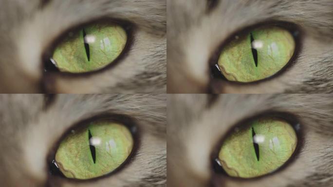 猫眼的微距摄影。家猫的眼睛，每一个细节。