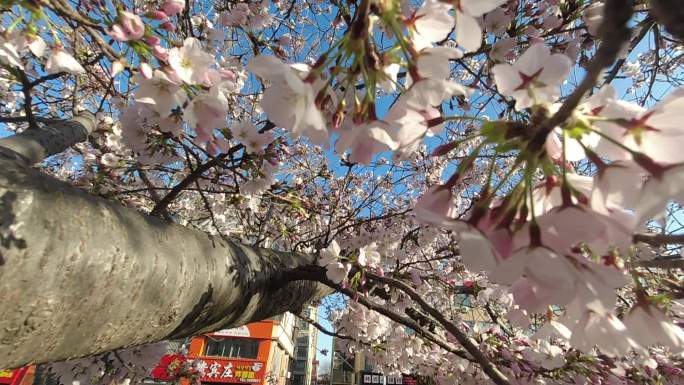 威海恒瑞街盛开的早樱花