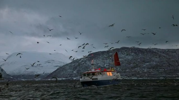 成群的海鸟在挪威峡湾的一艘商业渔船周围飞来飞去，风景极为广阔