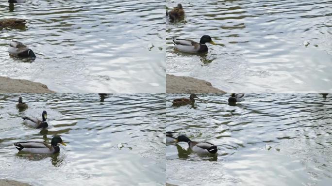 一群野鸭在一个冬天的湖里游泳。冬天鸭子在湖上游泳，一群鸭子准备飞往温暖的国家，野鸭在温暖的池塘里过冬