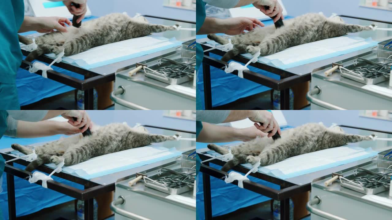 兽医剃毛被绑起来的猫的肚子，为消毒过程做好准备