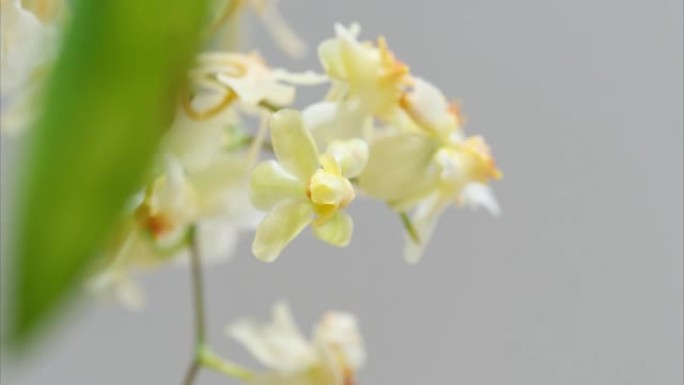 盛开的Oncidium花，跳舞的洋娃娃兰花或Oncidium Gower Ramsey的4k延时镜头