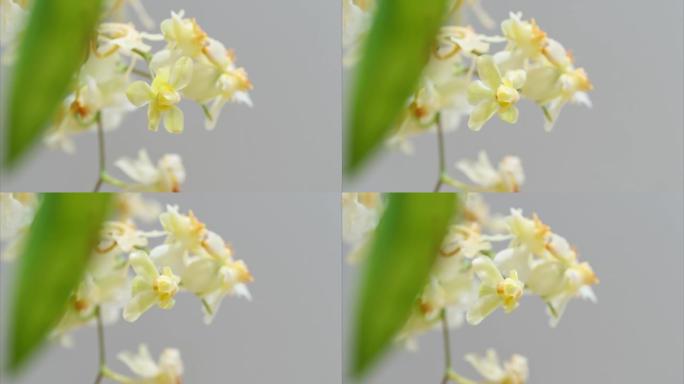 盛开的Oncidium花，跳舞的洋娃娃兰花或Oncidium Gower Ramsey的4k延时镜头