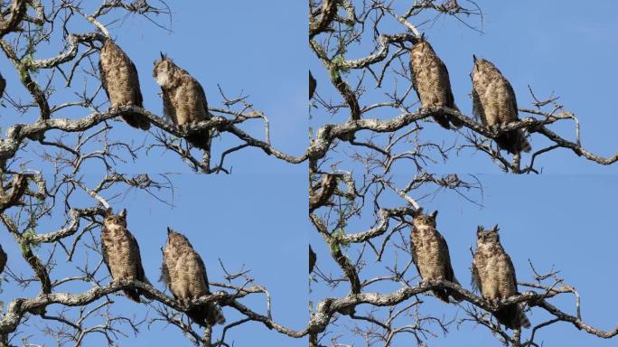 Serra da Canastra国家公园的南美大猫头鹰Jacurutu。它是大角鸮Bubo vir