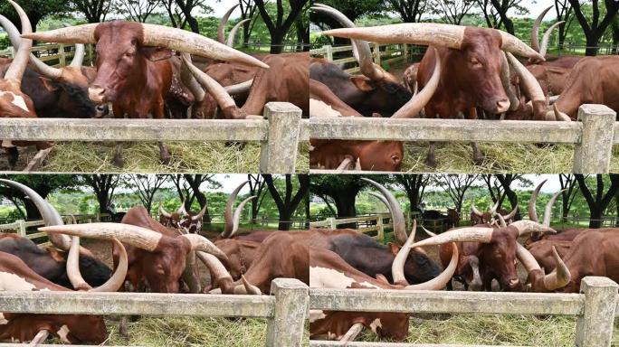 住在农场里的Ankole-Watusi牛。Ankole-watusi是中等大小的，外观优雅。