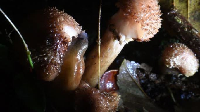 slug正在吃蘑菇，，Arionidae，正在下雨，radula，Gasteropoda，