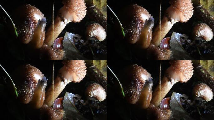 slug正在吃蘑菇，，Arionidae，正在下雨，radula，Gasteropoda，