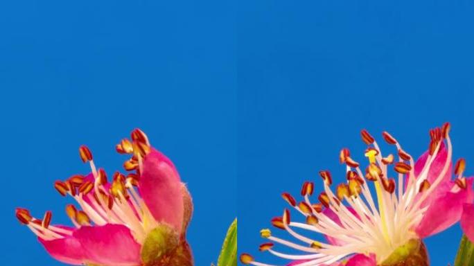 垂直格式的葡萄园桃花在蓝色背景下盛开的延时视频。春天李的视频。